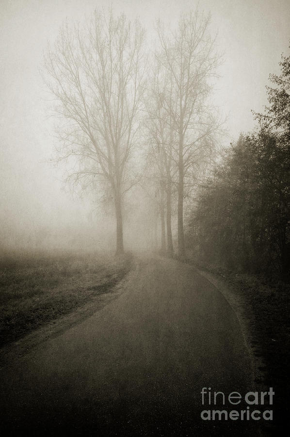 Through the Gloom Photograph by David Lichtneker