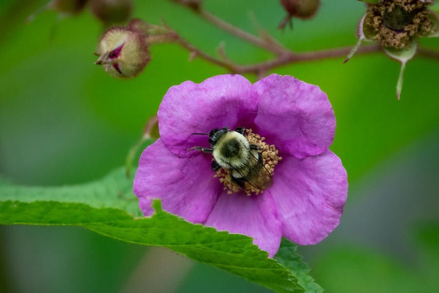 Thum-bee-lina Photograph by Linda Bonaccorsi Thum-bee-lina Photograph by Linda Bonaccorsi