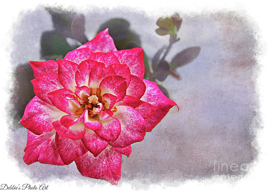  Thumbelina Rose - Miniature Rose Photograph by Debbie Portwood