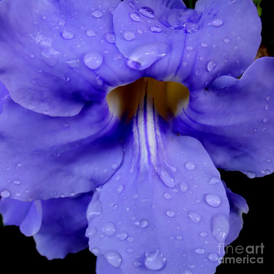 Flower Photograph - Thunbergia Closeup by Mary Deal