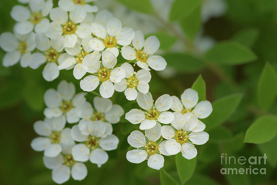 Seattle Photograph - Thunbergs Meadowsweet Blossoms by Nancy Gleason