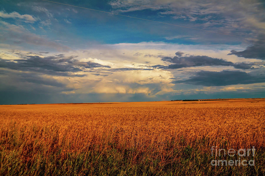 Thunder clouds over a wheat field  Photograph by Jeff Swan