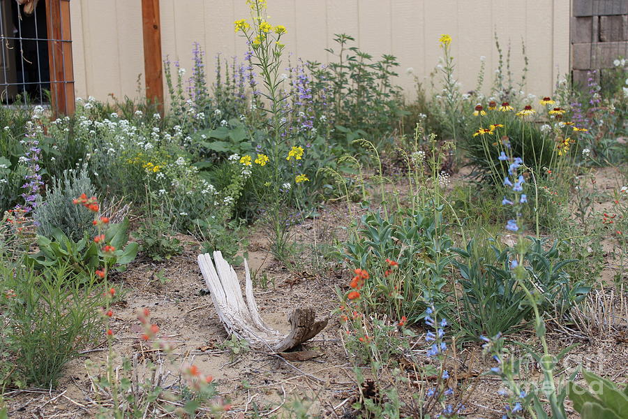 ThunderVisions Studio Flowerbed Photograph by Doug Miller