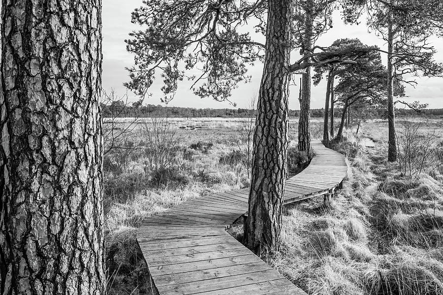 Thursley Nature Reserve Photograph by Shirley Mitchell