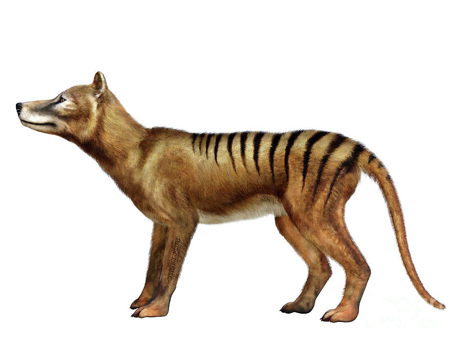 Thylacine Side Profile Digital Art by Corey Ford
