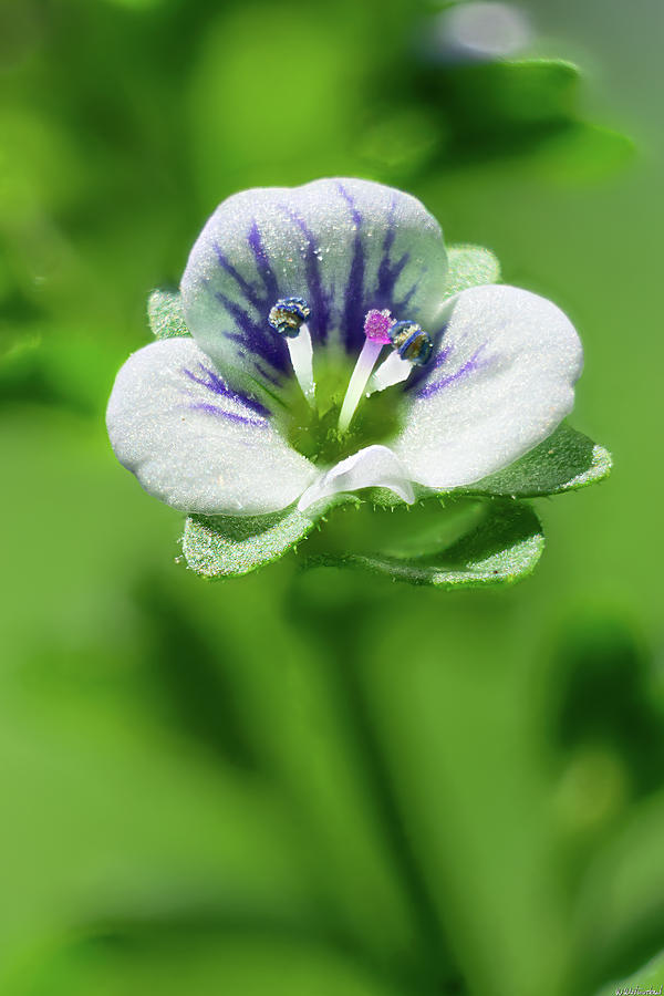 Thyme-Leaved Speedwell 01 Photograph by Weston Westmoreland