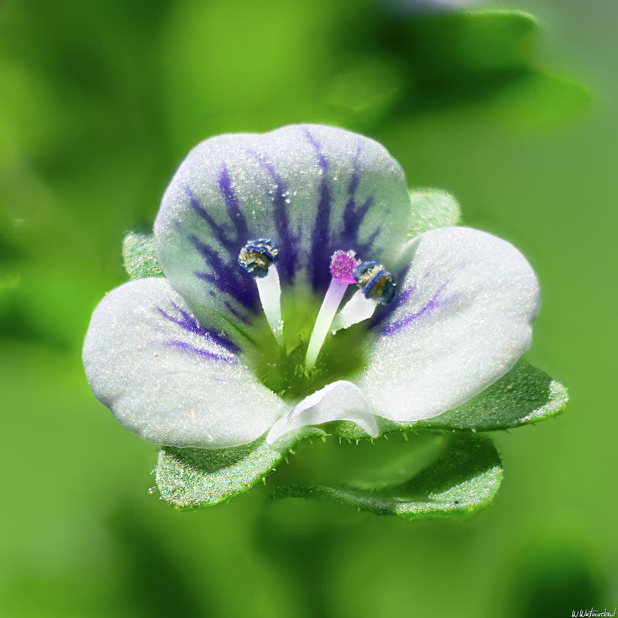 Thyme-Leaved Speedwell 02 Photograph by Weston Westmoreland