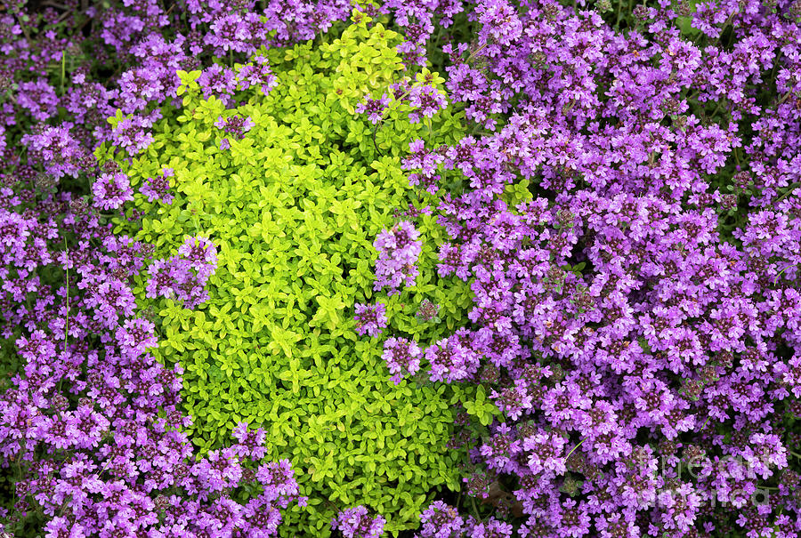 Thyme Pattern Photograph by Tim Gainey