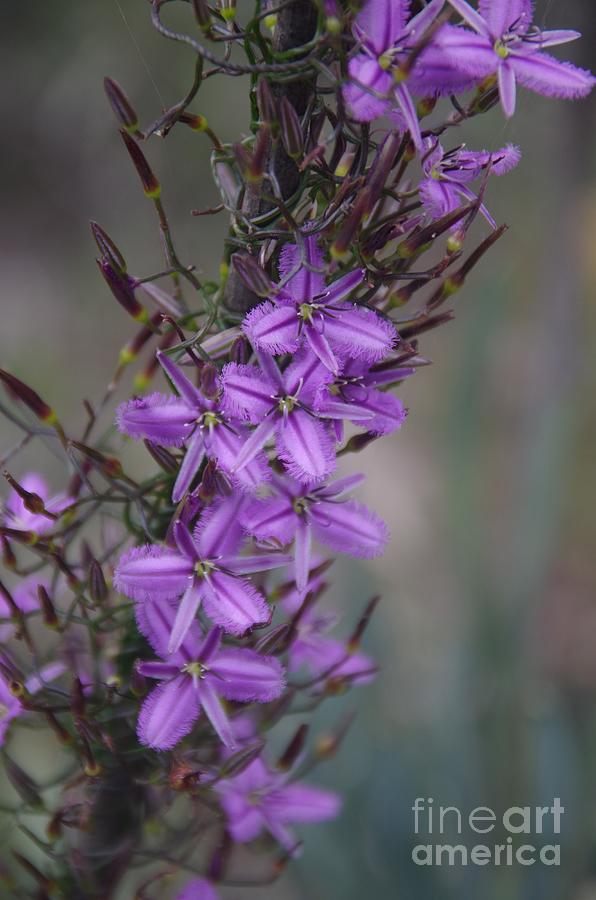 Australian Native Plant Photograph - Thysanotus patersonii - Twining Fringe-lily by Lesley Evered