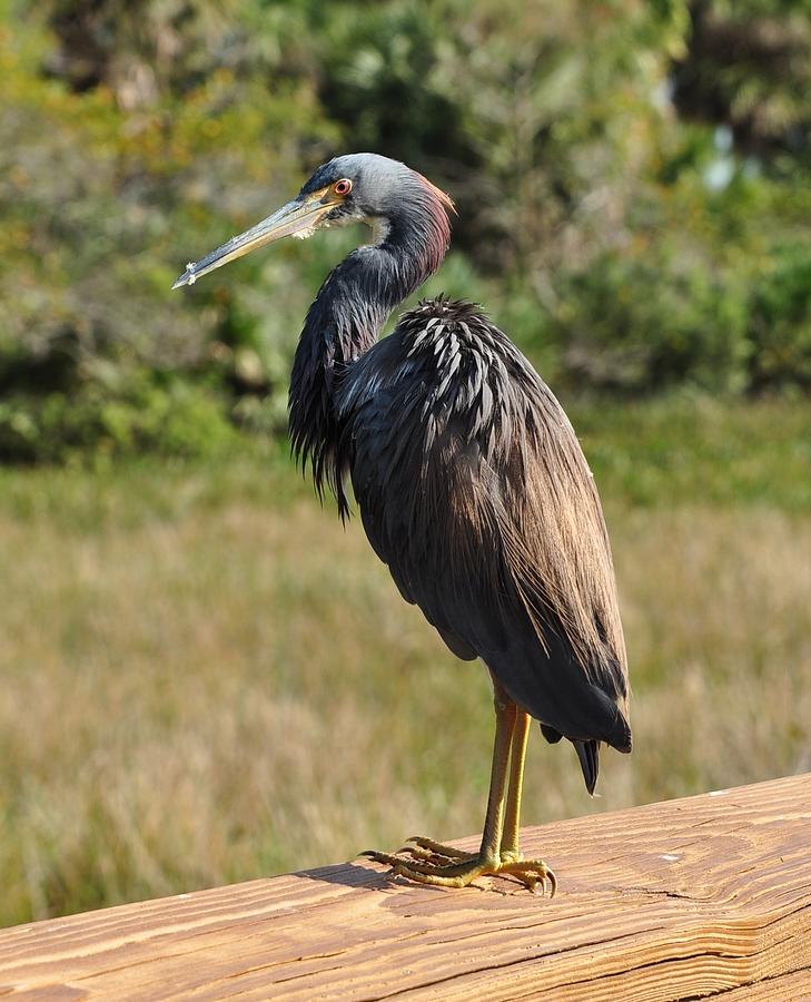 Ti Colored Heron 377 Photograph by Amy Spear