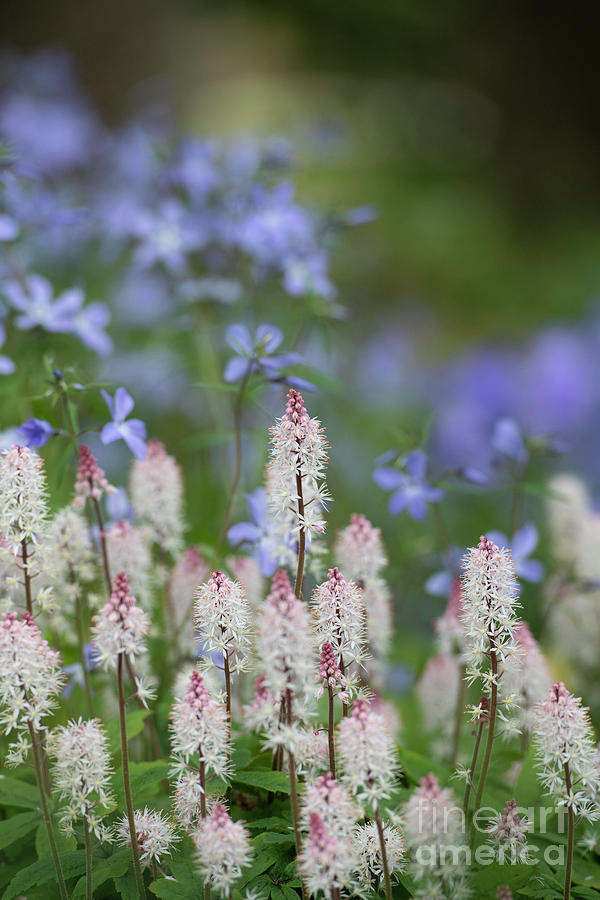 Flower Photograph - Tiarella Spring Symphony and Phlox Divaricata Clouds of Perfume Flowers by Tim Gainey