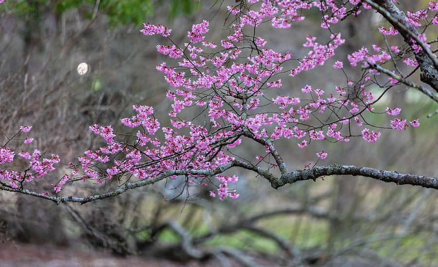 Taiwan Cherry Blossoms Photograph by Rachel Morrison