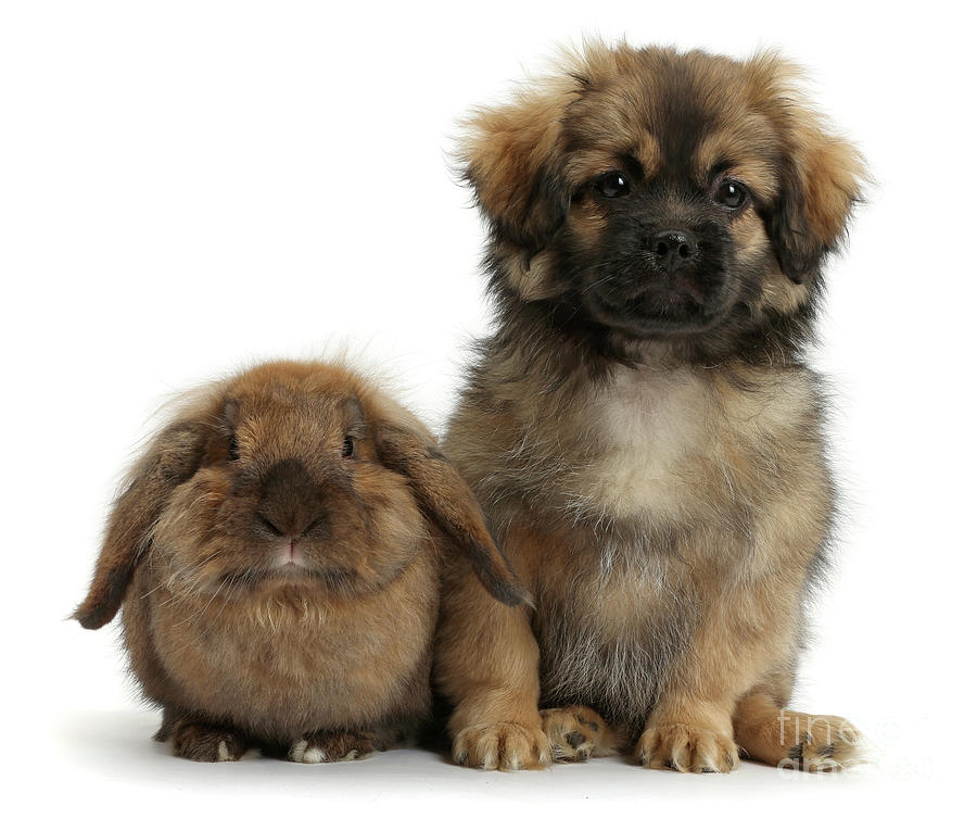 Tibetan Spaniel dog puppy and rabbit Photograph by Warren Photographic