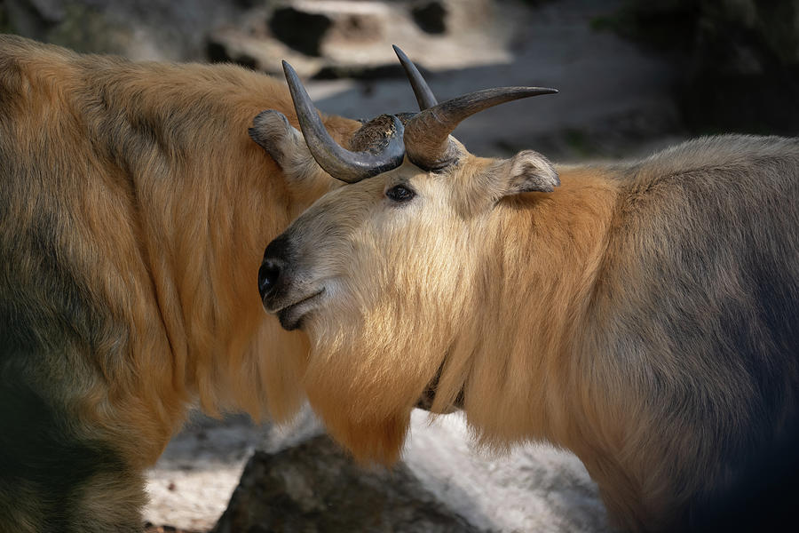 Tibetan Takin Goat-antelope Photograph by Artur Bogacki