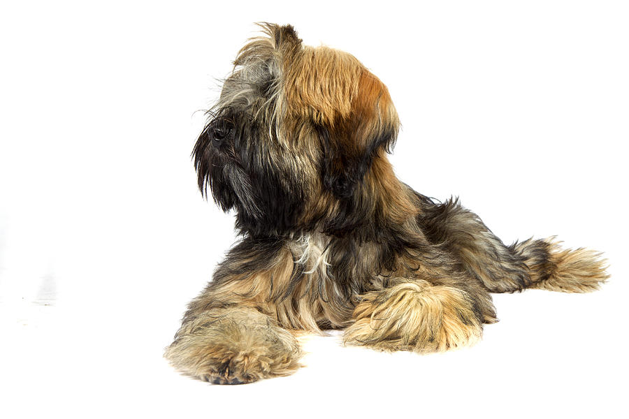 Tibetan terrier Photograph by Agency Animal Picture