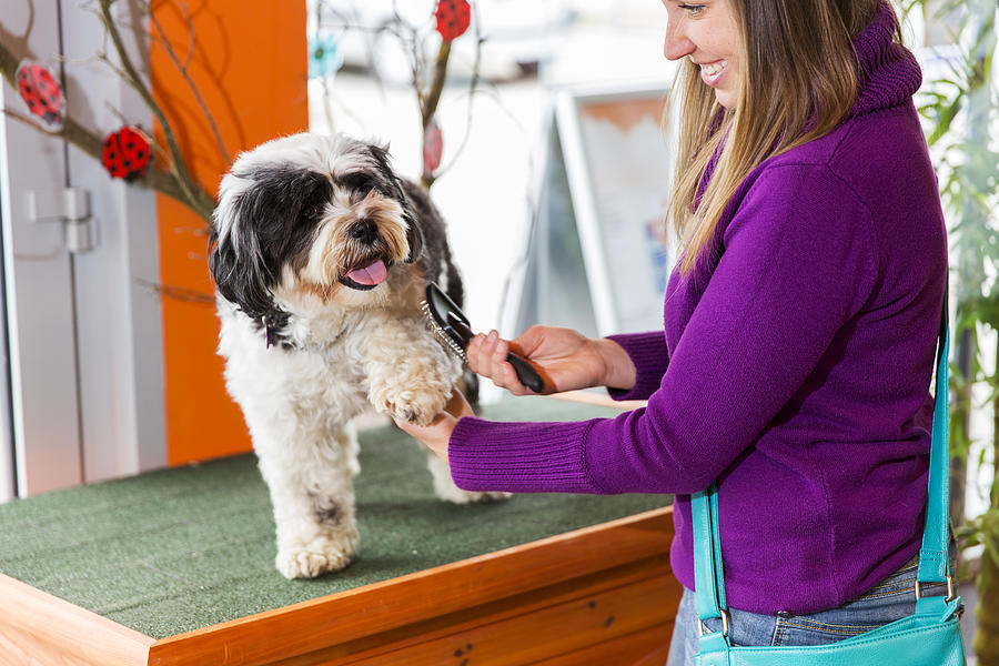 Tibetan Terrier in pet store...cute woman owner is brushing him Photograph by Choja