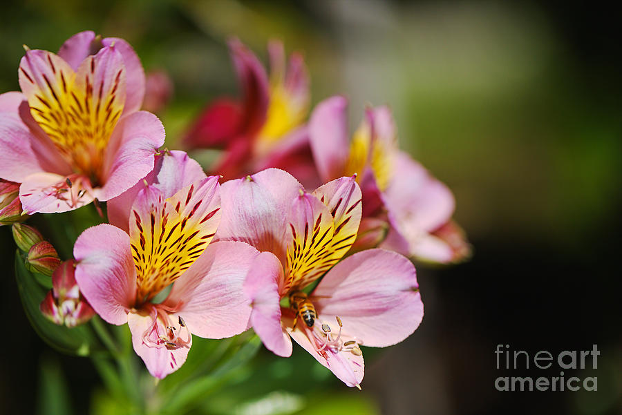 Nature Photograph - Tibouchina Chameleon Flower  by Joy Watson