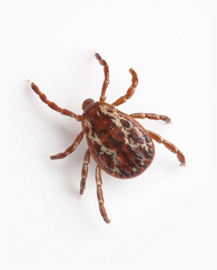 Tick Close up Photograph by Don Farrall