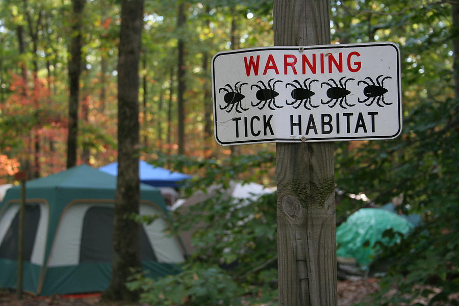 Tick Habitat - Hazards of Camping Photograph by Jwilkinson