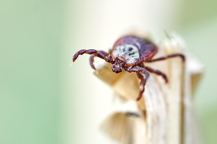 Tick on the dry grass in spring outdoors. Photograph by Dzurag
