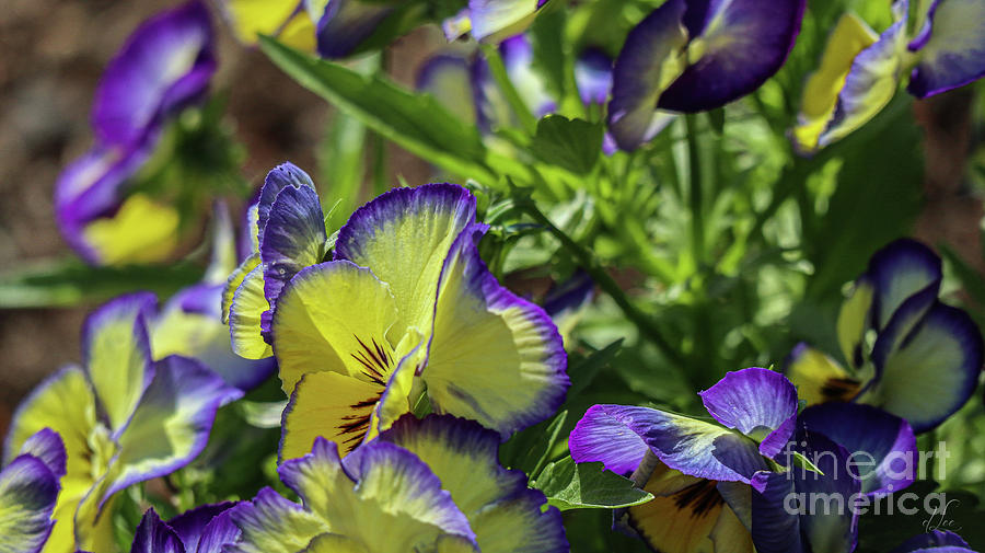 Summer Photograph - Tickle My Fancy Pansy by D Lee