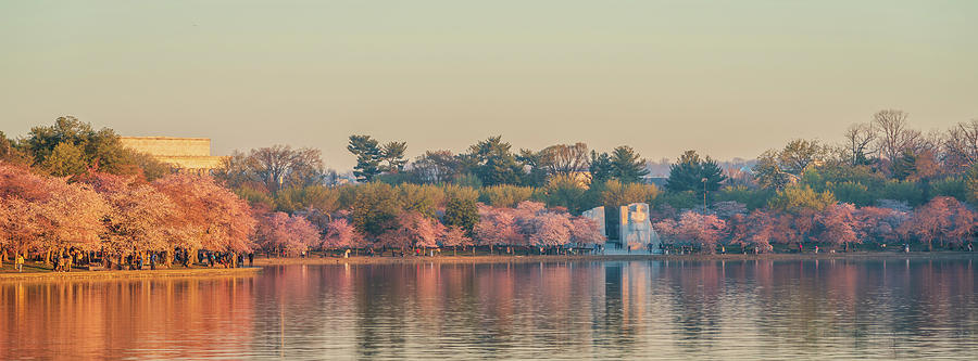 Tidal Basin Cherry Blossom Photograph by Nandor Nagy - Fine Art America