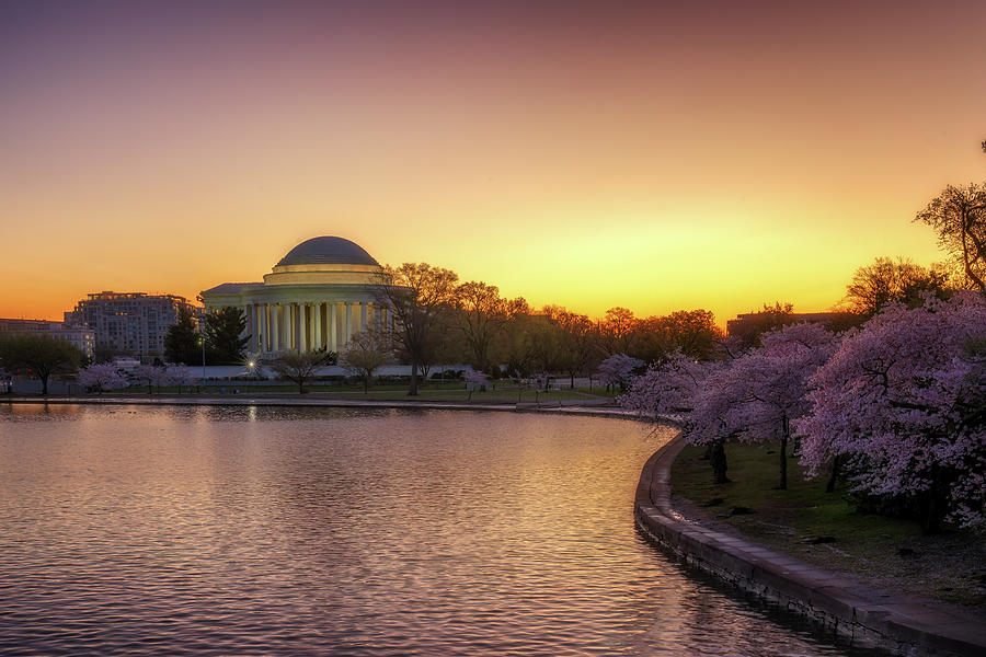 Tidal Basin Cherry Blossoms Sunrise - Jefferson Memorial - Washington DC Photograph by Susan Rissi Tregoning