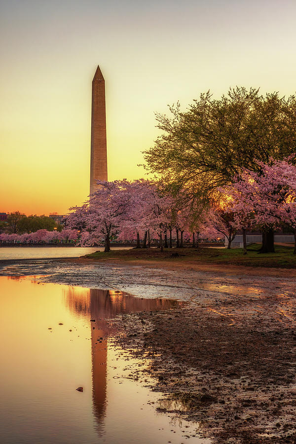 Tidal Basin Cherry Blossoms Sunrise - Washington Monument - Washington DC Photograph by Susan Rissi Tregoning