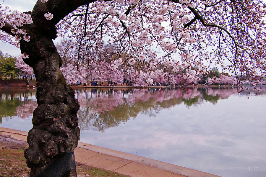 Tidal Basin Cherry Blossoms Photograph by Suzanne Stout