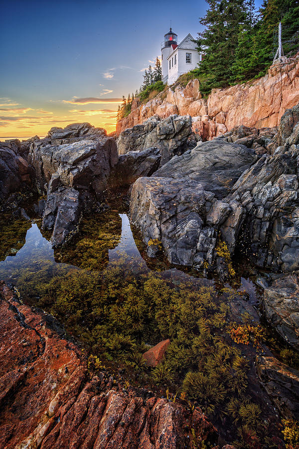 Tide Pool At Bass Harbor. Photograph by Jeff Sinon
