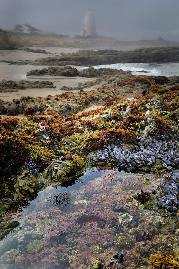 Tide Pool at Piedras Blancas Lighthouse Photograph by Lars Mikkelsen