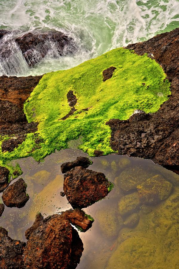 Tide Pool LIchen Surf Photograph by Jerry Sodorff