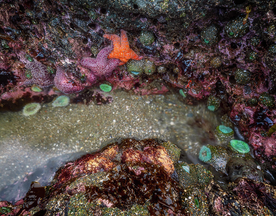 Tide Pool Life Photograph by Darren White