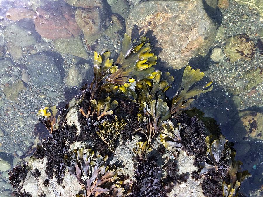 Tide Pool Plants Photograph by Beverly Read