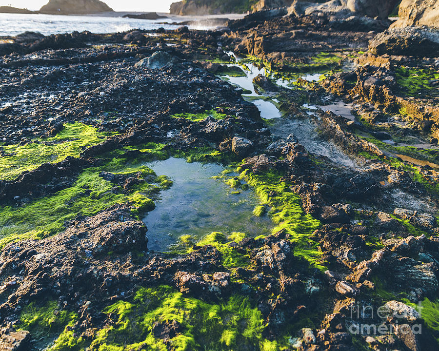 Tide Pools in Laguna Beach Photograph by Abigail Diane Photography