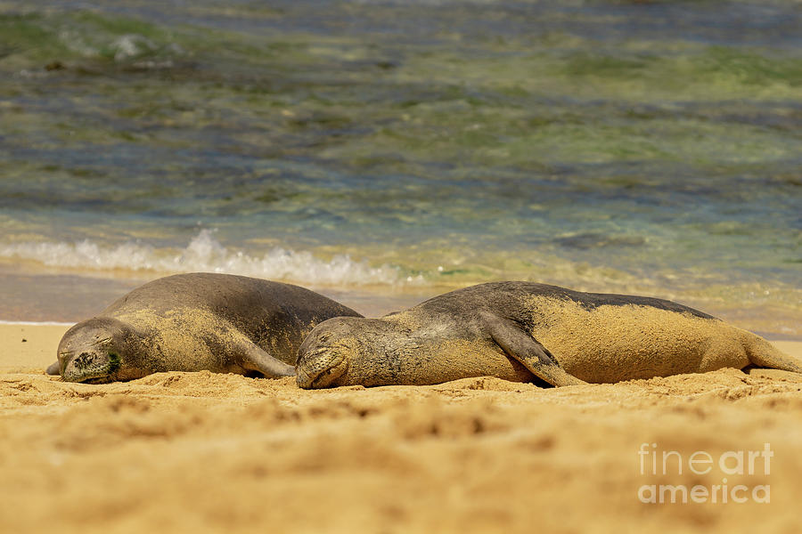 Wildlife Photograph - Tide Rolls in for Hawaiian Monk Seals by Nancy Gleason