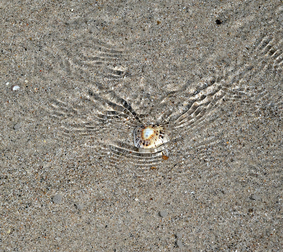 Tideline shell Photograph by Jerry Daniel