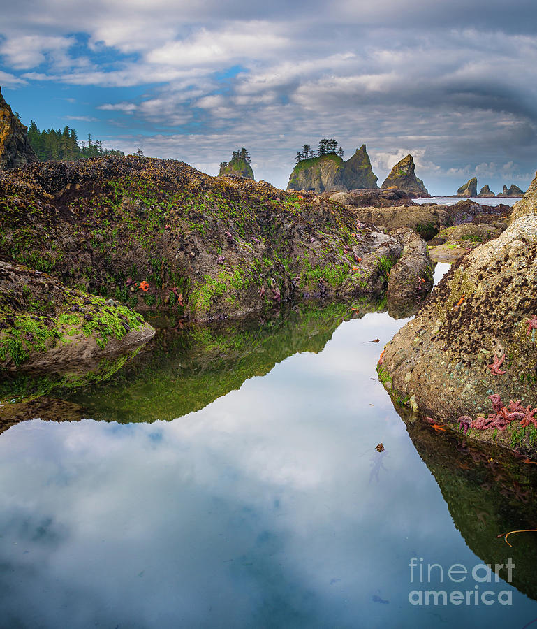 Nature Photograph - Tidepool at Point of the Arches by Inge Johnsson