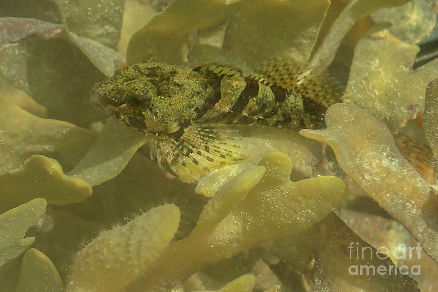 Tidepool Sculpin in Seaweed Photograph by Nancy Gleason