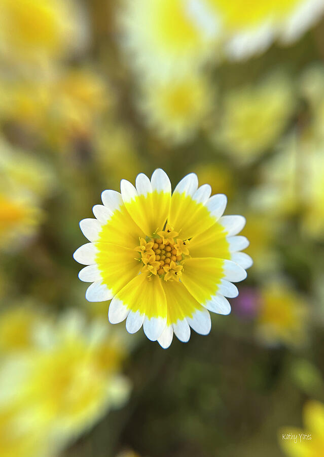 Wildflower Photograph - Tidy Tip Closeup by Kathy Yates