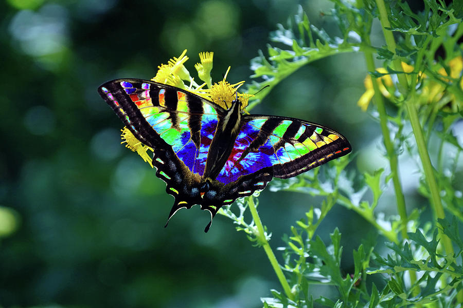 Tie-Dye Butterfly #1 Photograph by Ben Upham III