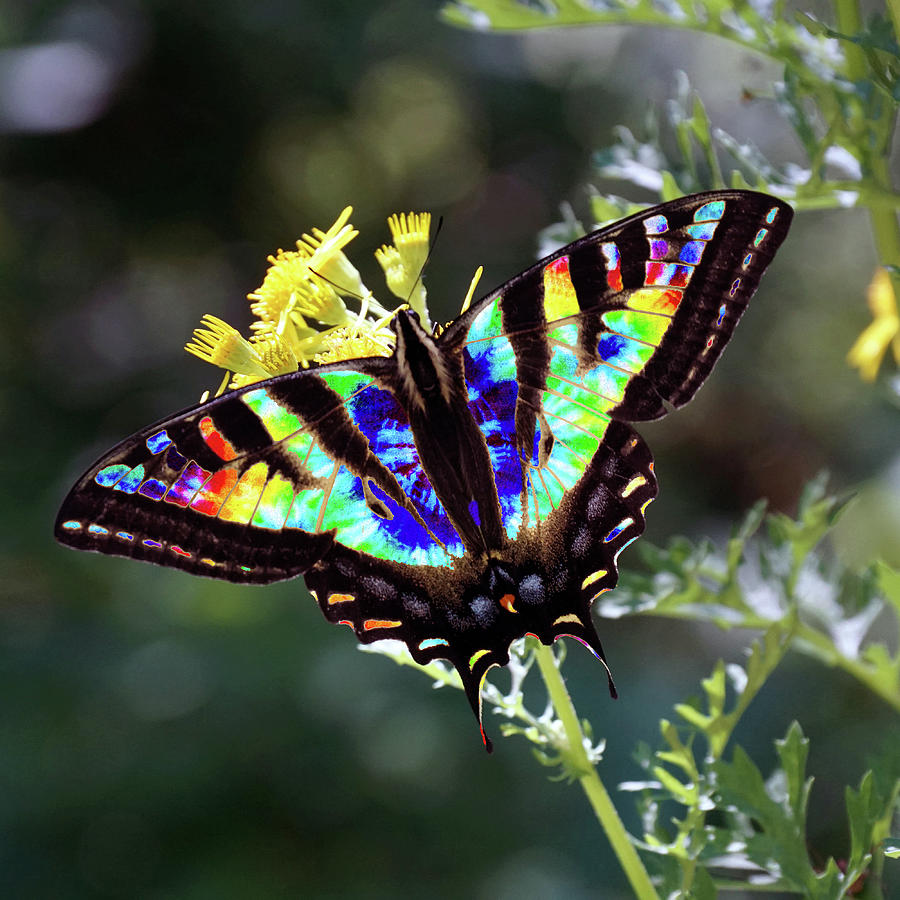 Tie-Dye Butterfly #2 Photograph by Ben Upham III