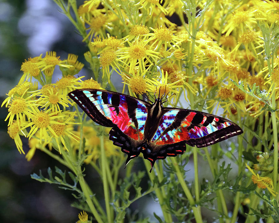 Tie-Dye Butterfly #3 Photograph by Ben Upham III