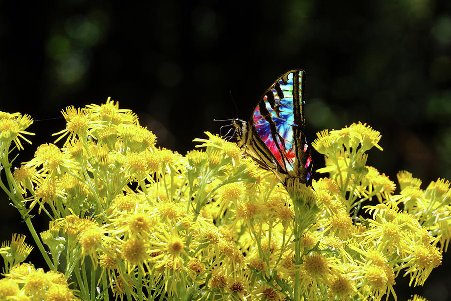 Tie-Dye Butterfly #4 Photograph by Ben Upham III