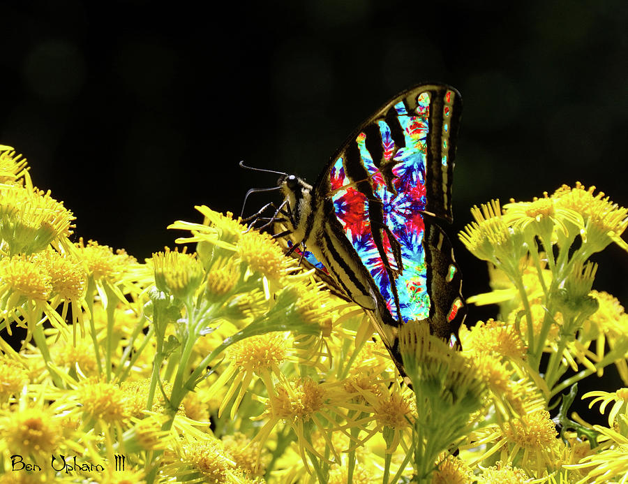 Tie-Dye Butterfly #4 Crop 2 Photograph by Ben Upham III