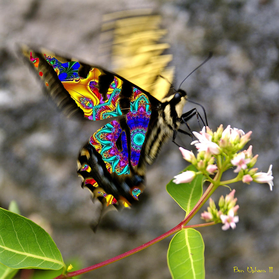 Tie-Dye Butterfly #5 Photograph by Ben Upham III