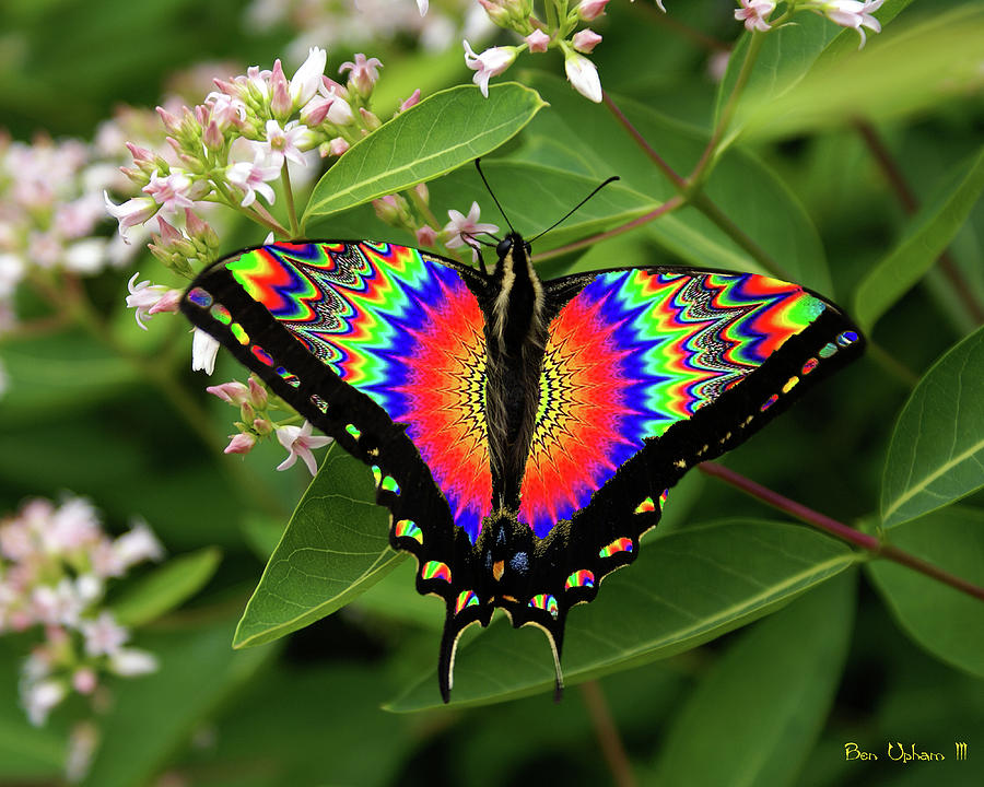 Tie-Dye Butterfly #6 Photograph by Ben Upham III