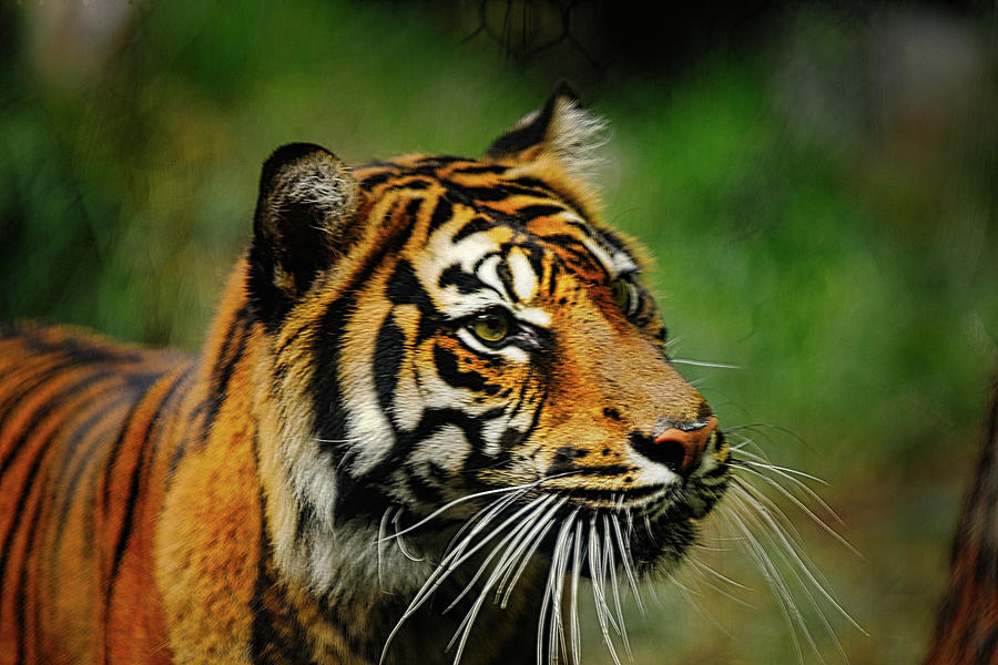 Tiger 3 Photograph by Rene Dion - Fine Art America