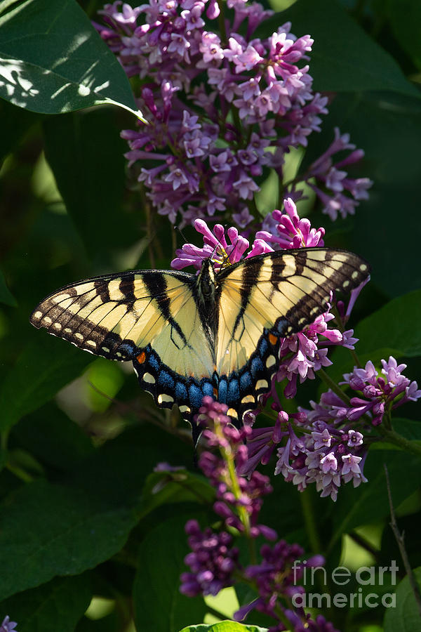 Tiger and Lilacs Photograph by Jan Day - Fine Art America