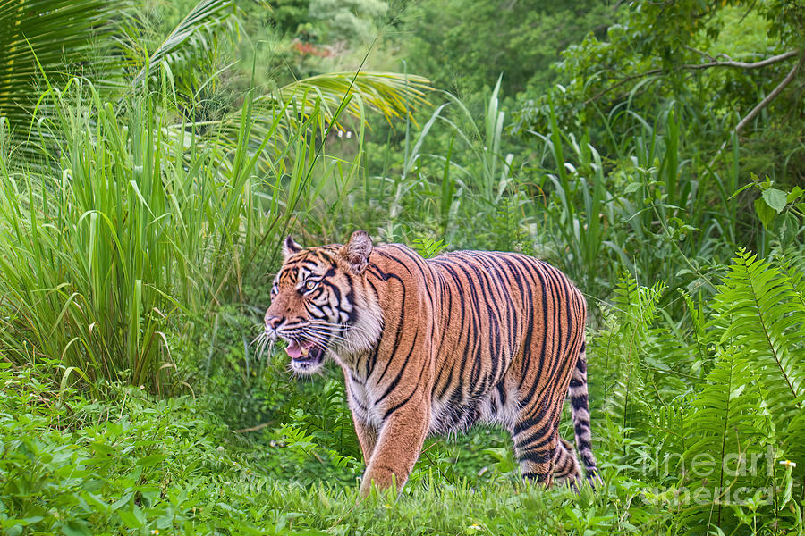 Cat Photograph - Tiger and the Jungle by Judy Kay